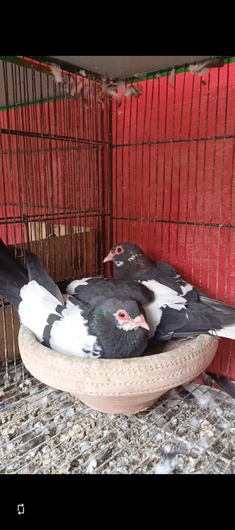 Black and white breeder pairs 033_0189_3573 — photo 3