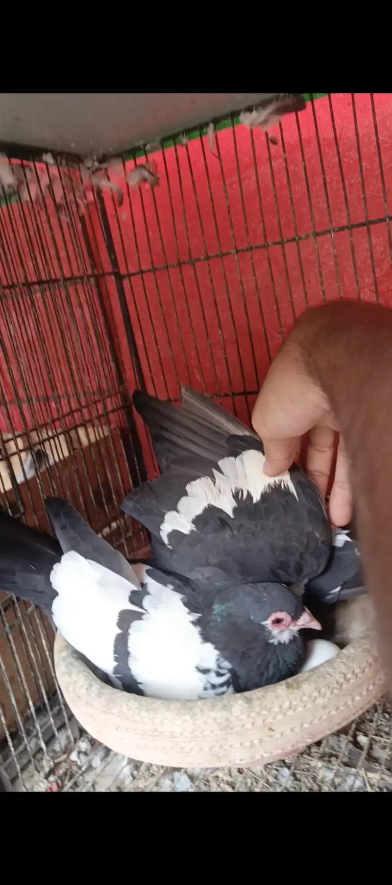 Black and white breeder pairs 033_0189_3573 — photo 4
