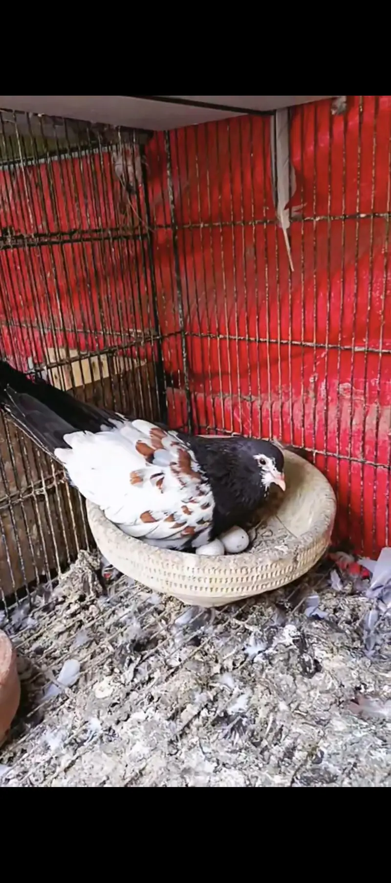 Black and white breeder pairs 033_0189_3573 — photo 5