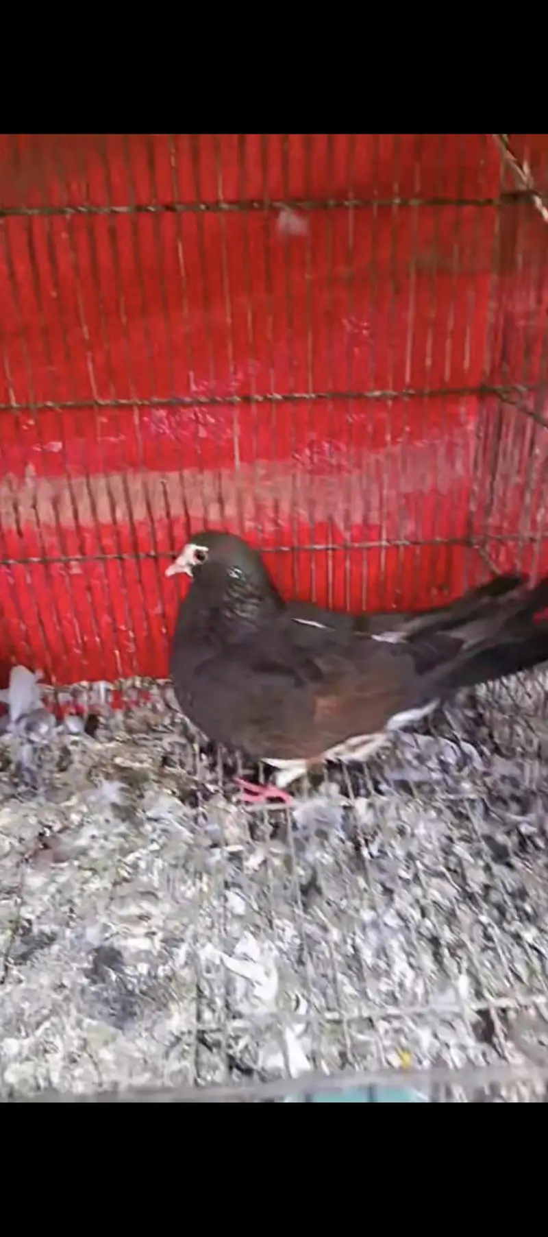 Black and white breeder pairs 033_0189_3573 — photo 6