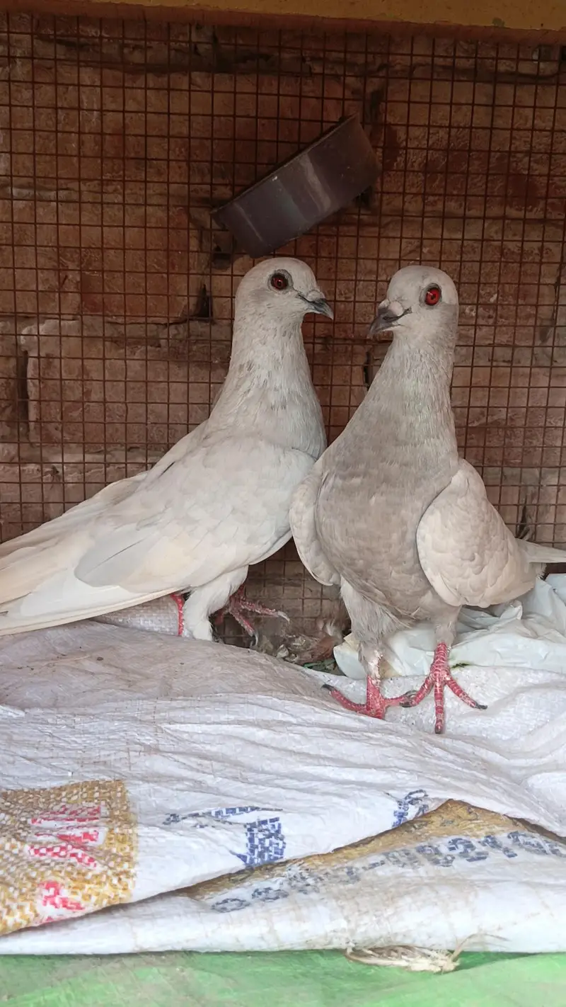 Black and white breeder pairs 033_0189_3573 — photo 7