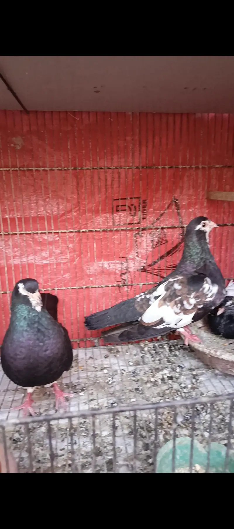 Black and white breeder pairs 033_0189_3573 — photo 8
