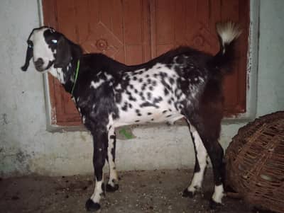 Bakra for sale location Mandara k Sath only 37500