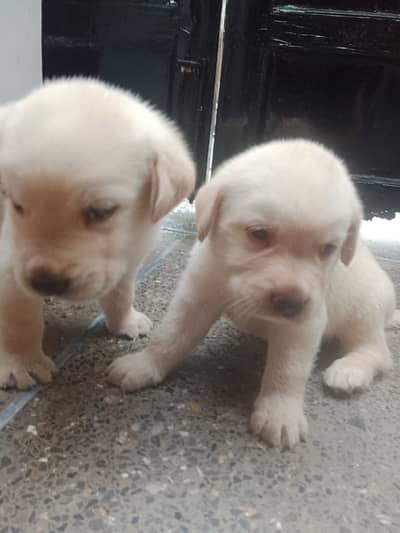 Only two puppies available one female one male