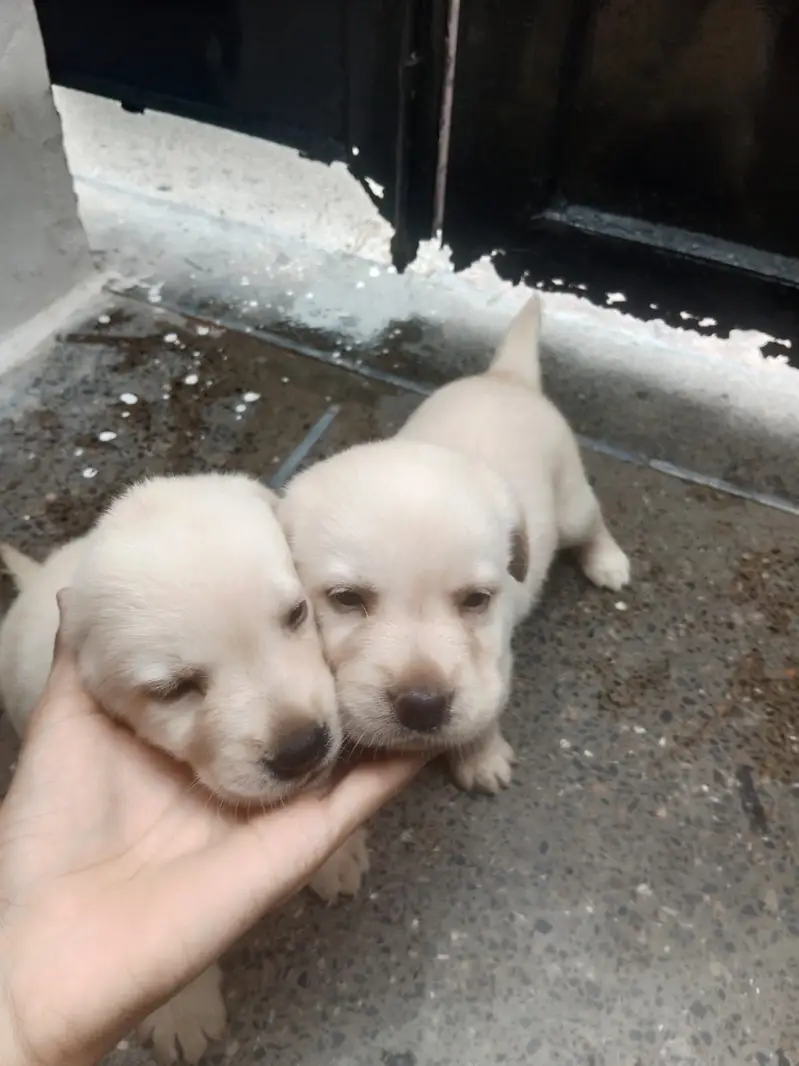 Only two puppies available one female one male — photo 2