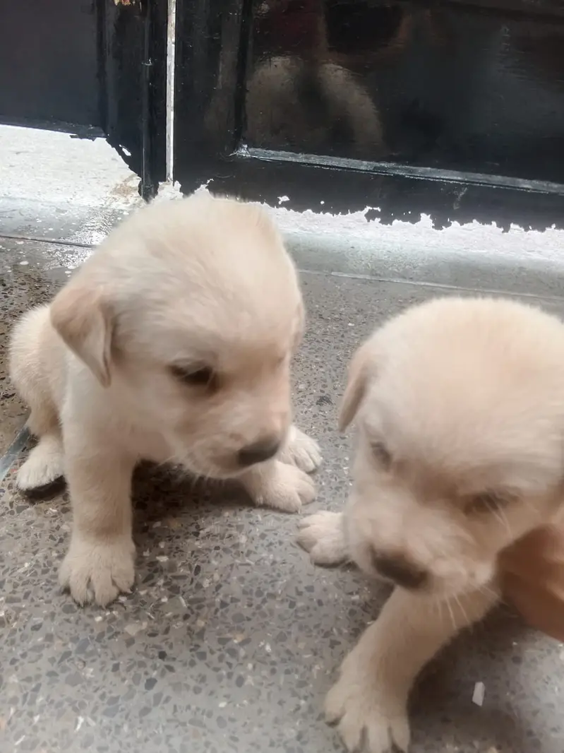 Only two puppies available one female one male — photo 3