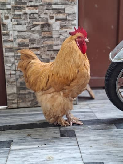 Pure Golden Heavy Buff Roosters (2 Males) – Heavy Weight & Healthy