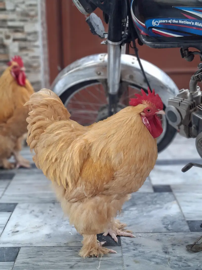 Pure Golden Heavy Buff Roosters (2 Males) – Heavy Weight & Healthy — photo 2
