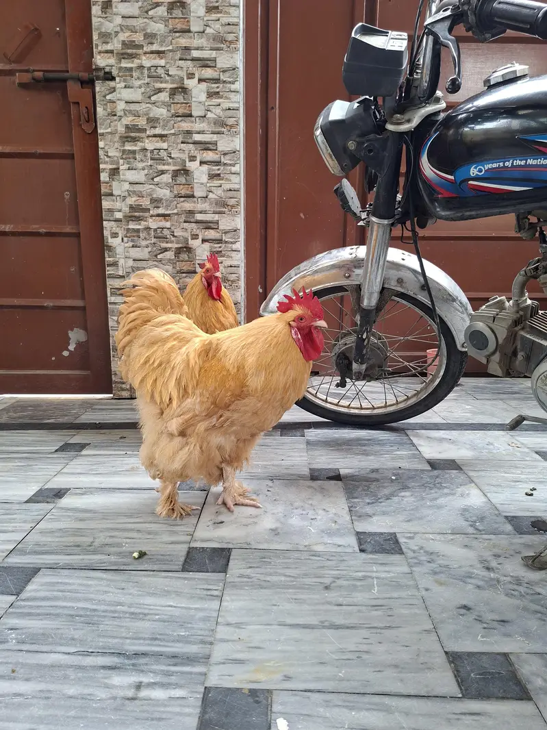 Pure Golden Heavy Buff Roosters (2 Males) – Heavy Weight & Healthy — photo 3