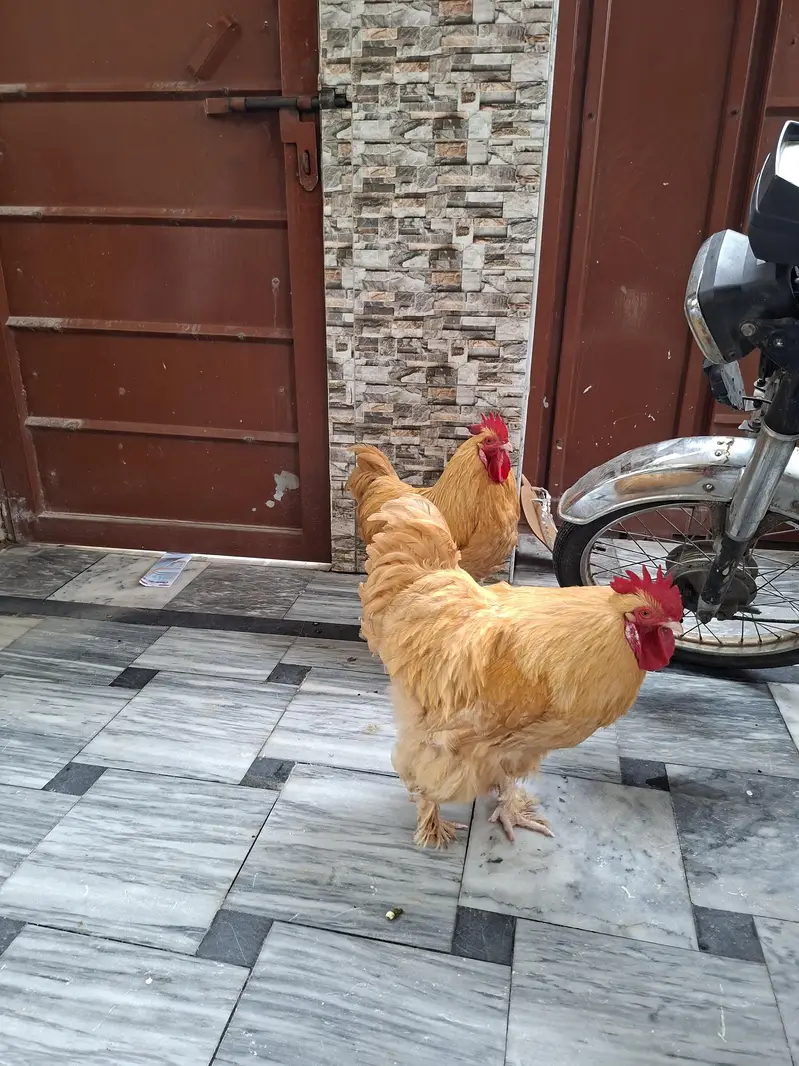 Pure Golden Heavy Buff Roosters (2 Males) – Heavy Weight & Healthy — photo 4