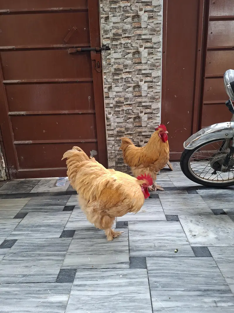 Pure Golden Heavy Buff Roosters (2 Males) – Heavy Weight & Healthy — photo 5