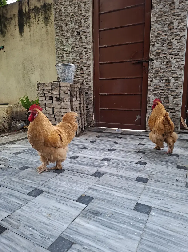 Pure Golden Heavy Buff Roosters (2 Males) – Heavy Weight & Healthy — photo 6