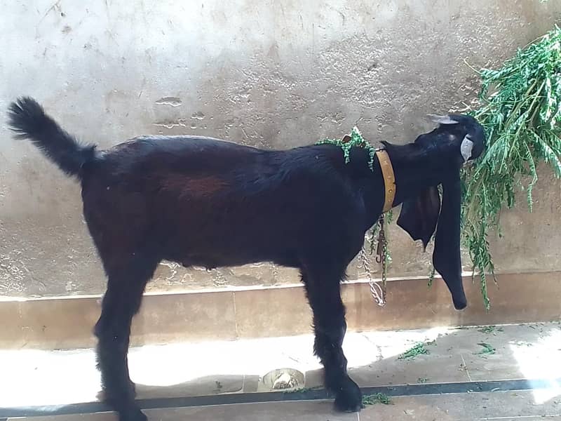 black bakra 0
