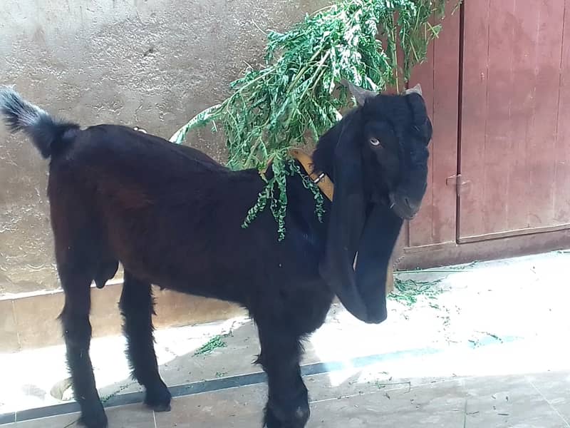 black bakra 1