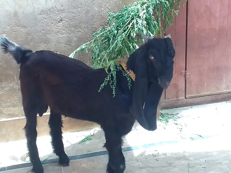 black bakra — photo 2