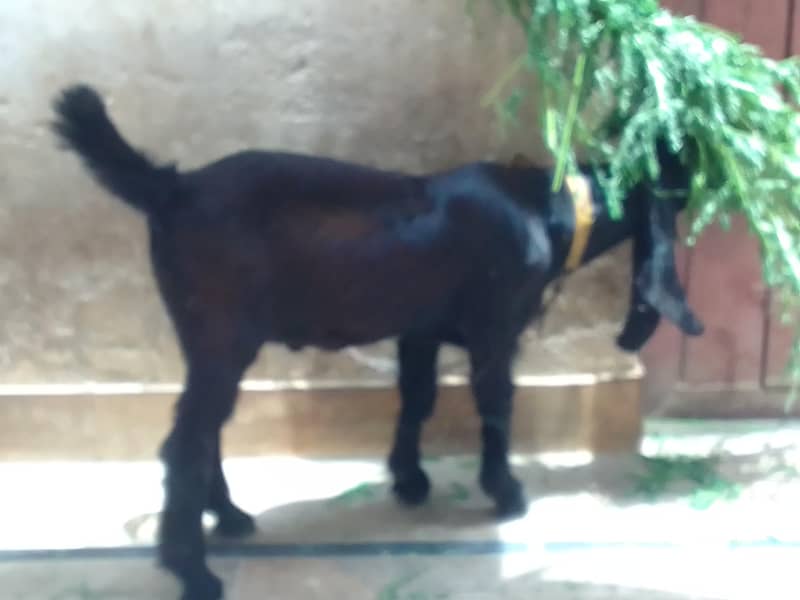 black bakra 2