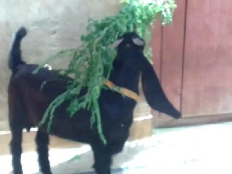 black bakra — photo 4