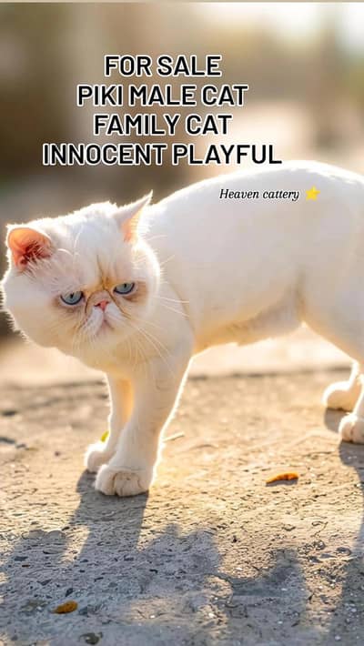 pIKI MALE FROM IMPORTED PARENTS BLUE EYES