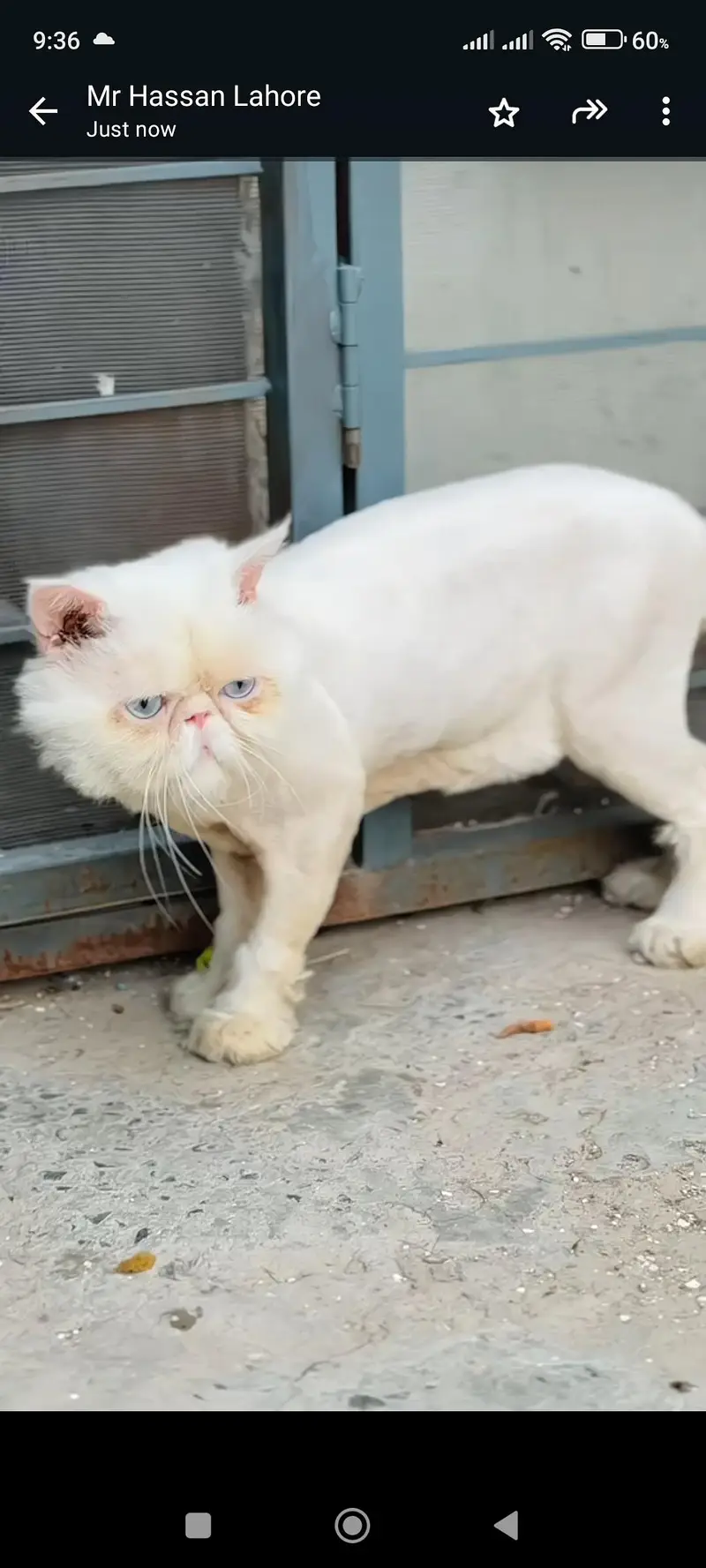 pIKI MALE FROM IMPORTED PARENTS BLUE EYES — photo 3