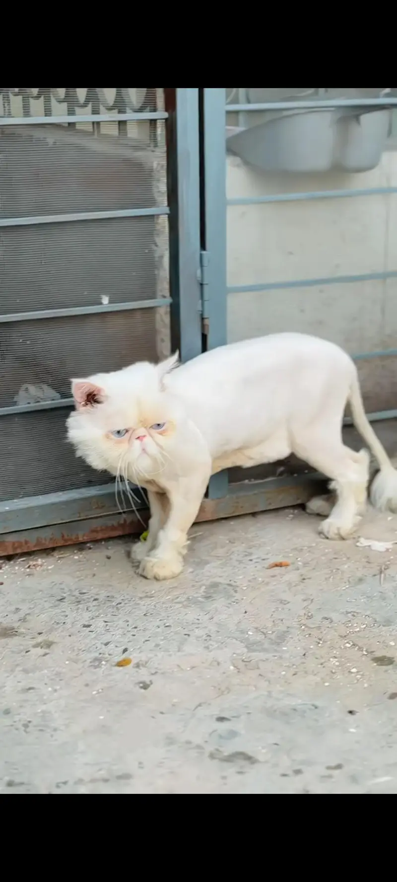pIKI MALE FROM IMPORTED PARENTS BLUE EYES — photo 4