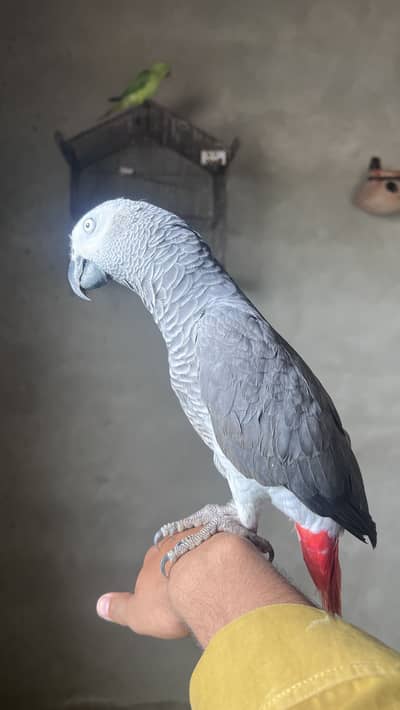 African Grey Parrot Male for Sale | 1 Year 6