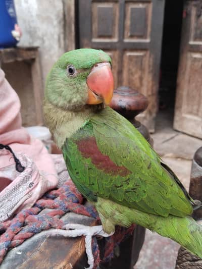Raw parrot