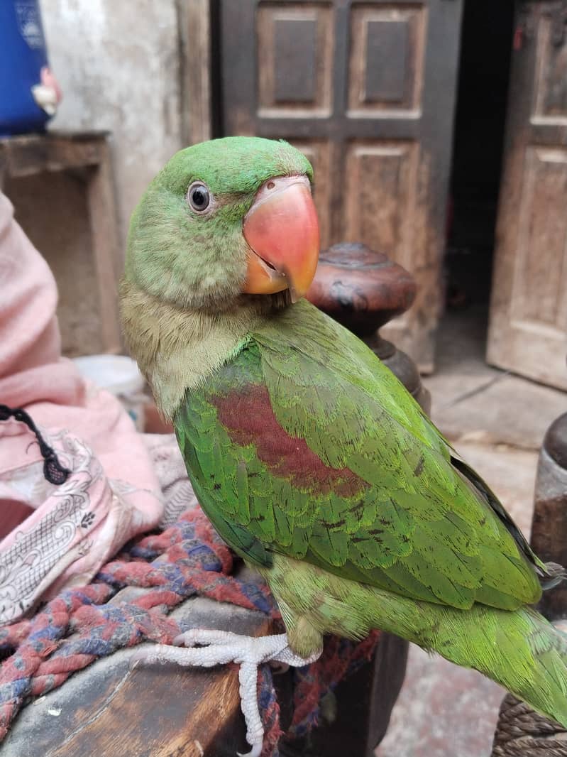 Raw parrot 0