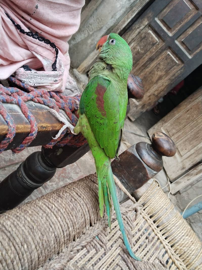 Raw parrot 1