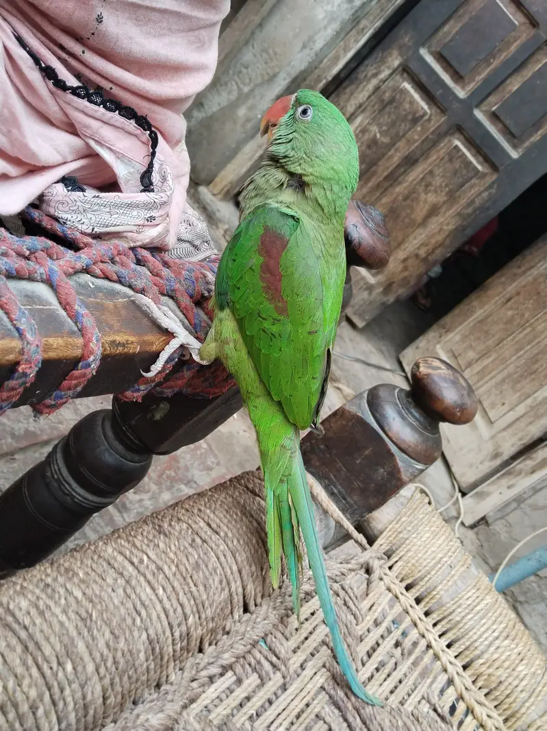 Raw parrot — photo 2