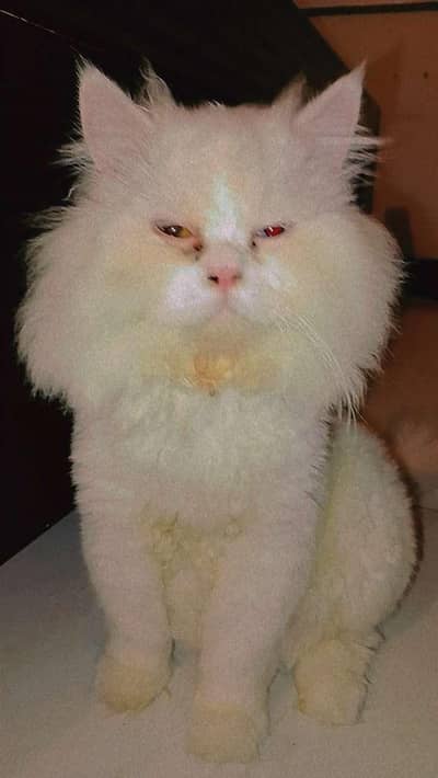 Persian Male For SALE