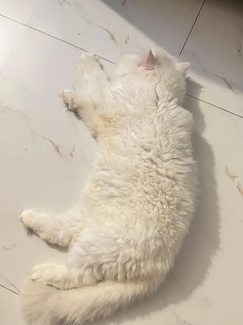 Persian Male For SALE — photo 2