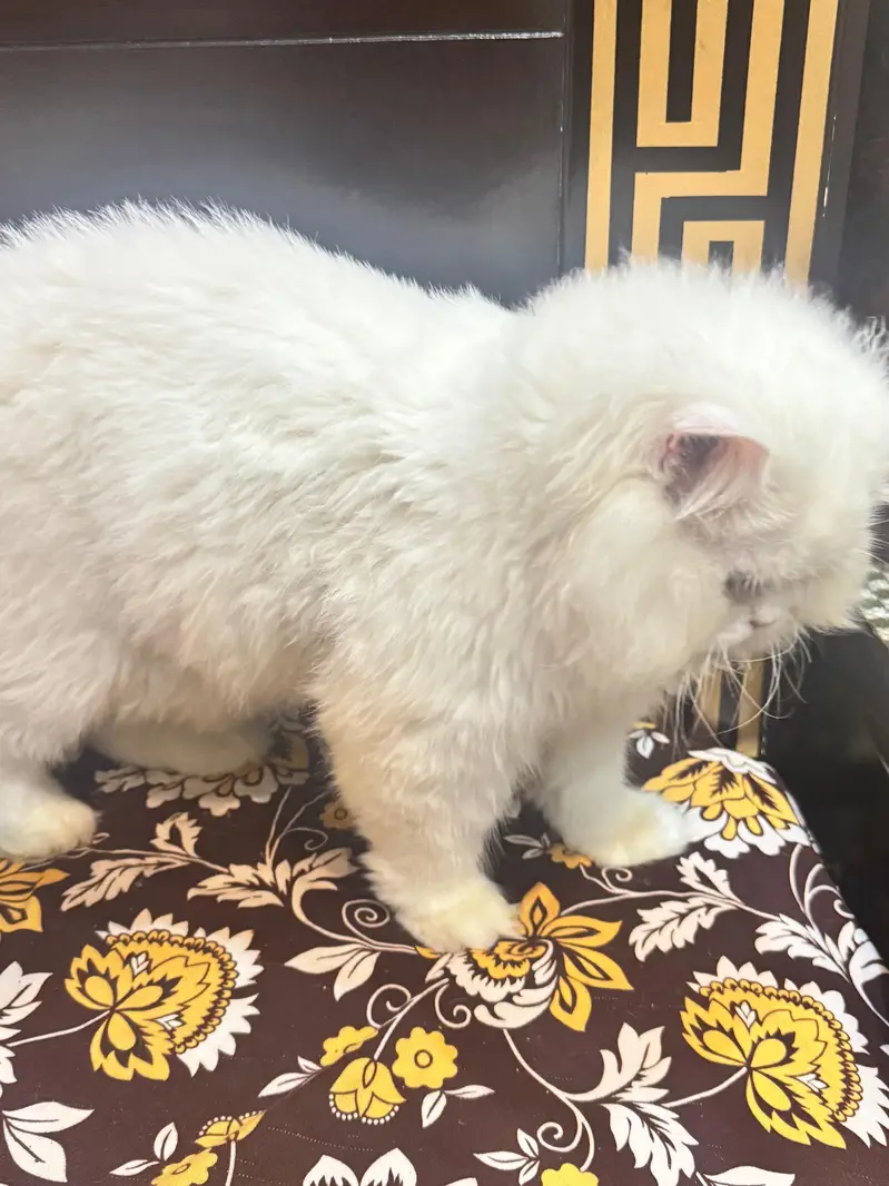 Persian Male For SALE — photo 3