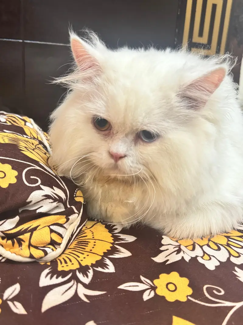 Persian Male For SALE — photo 4