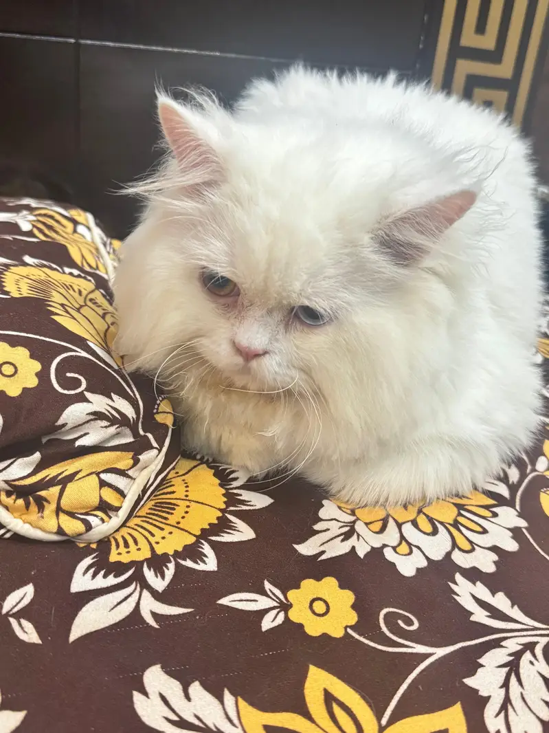 Persian Male For SALE — photo 6