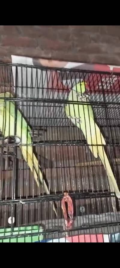 Green ringneck breeder pair for sale
