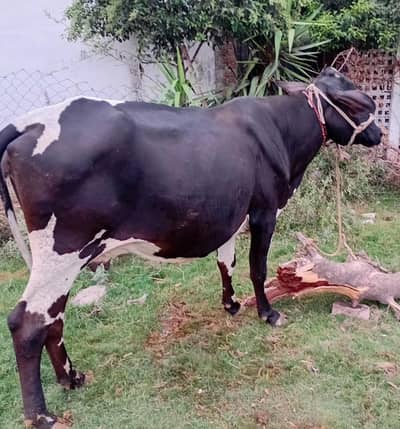 Australian mix breed Cow for sale 5.5 months pregnant