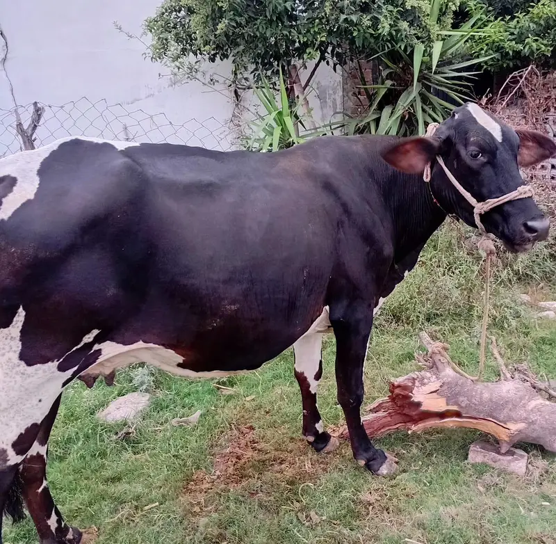 Australian mix breed Cow for sale 5.5 months pregnant — photo 2