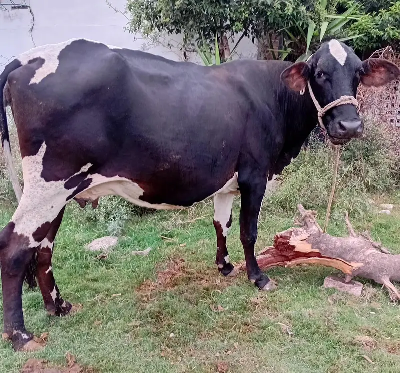 Australian mix breed Cow for sale 5.5 months pregnant — photo 3