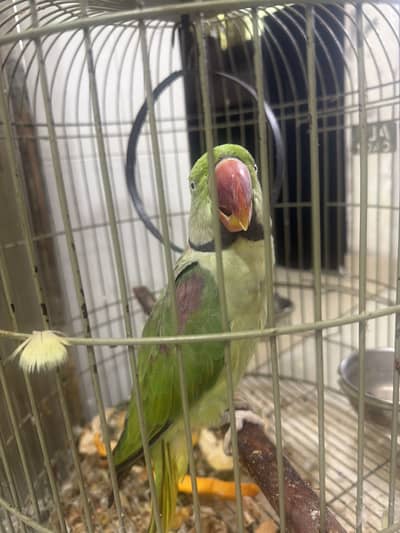 Green parrot