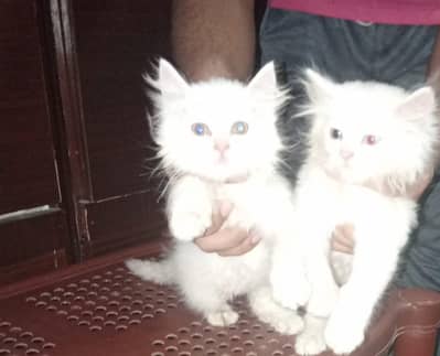 white  Persian cat pair