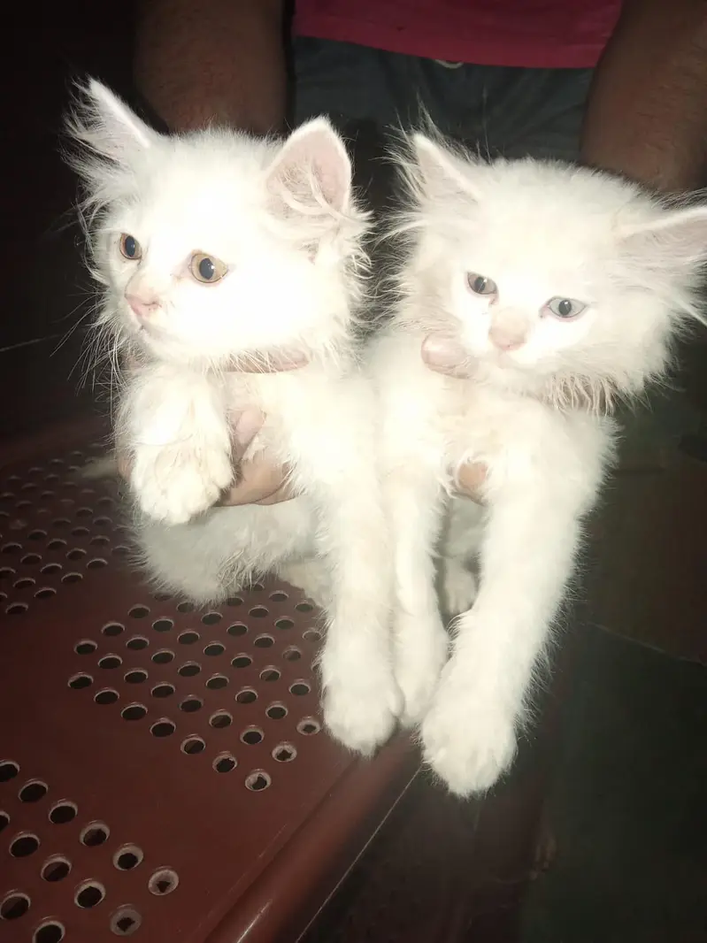white  Persian cat pair — photo 2