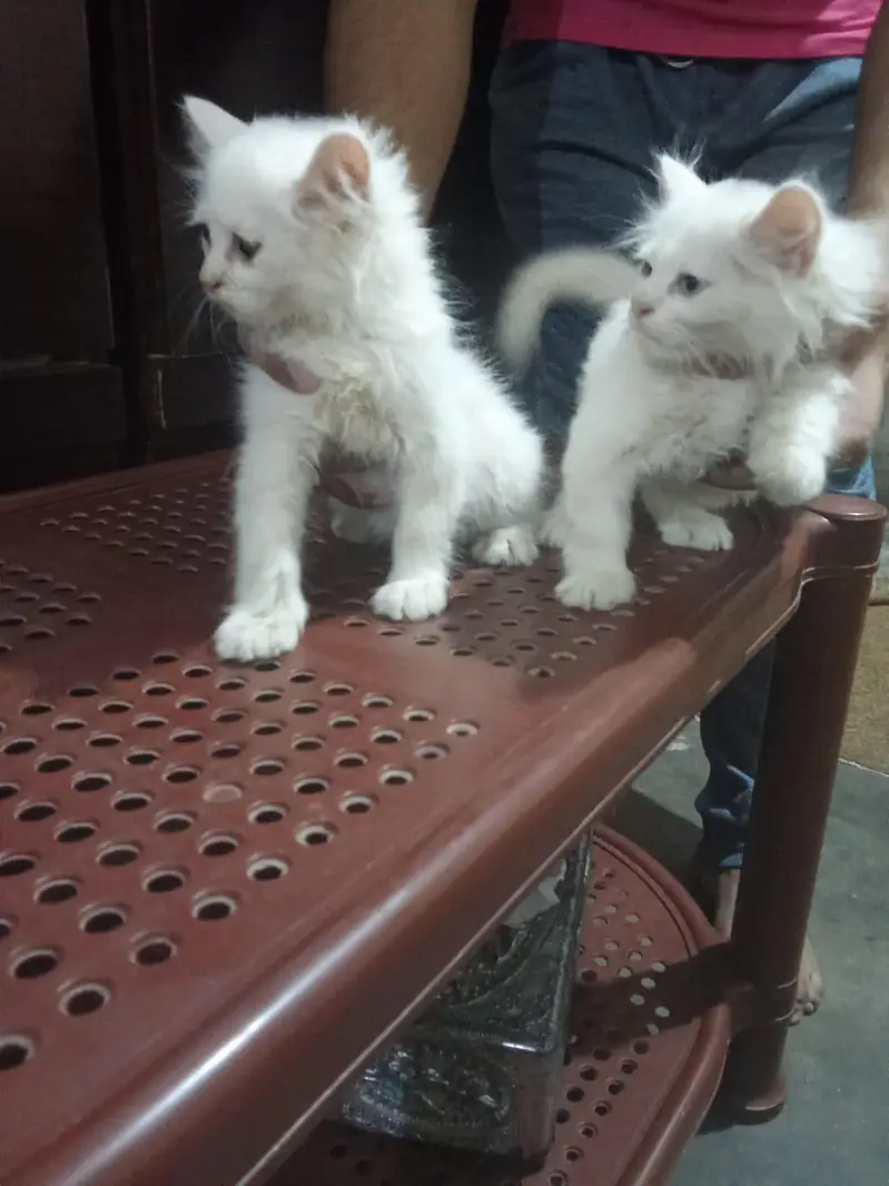 white  Persian cat pair — photo 3