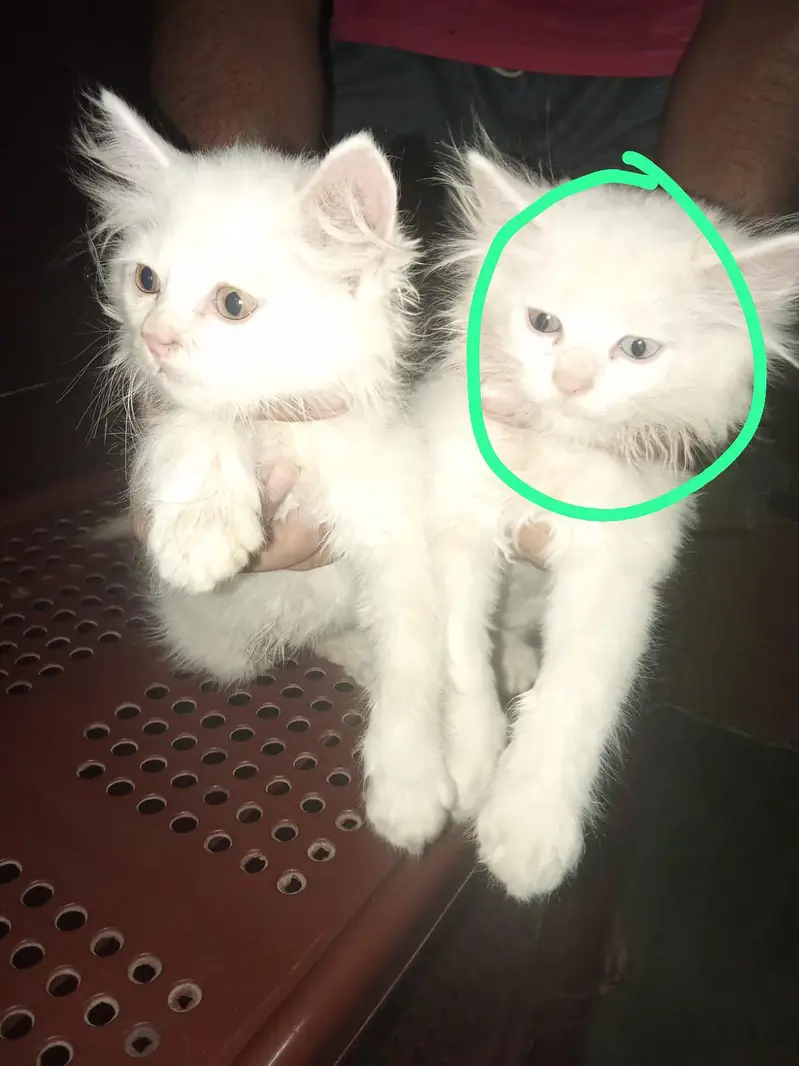 white  Persian cat pair — photo 4