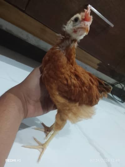 3 month chicks
