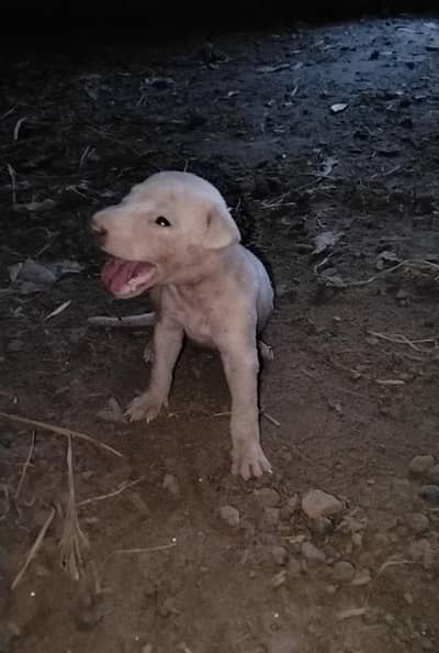 Dogs12