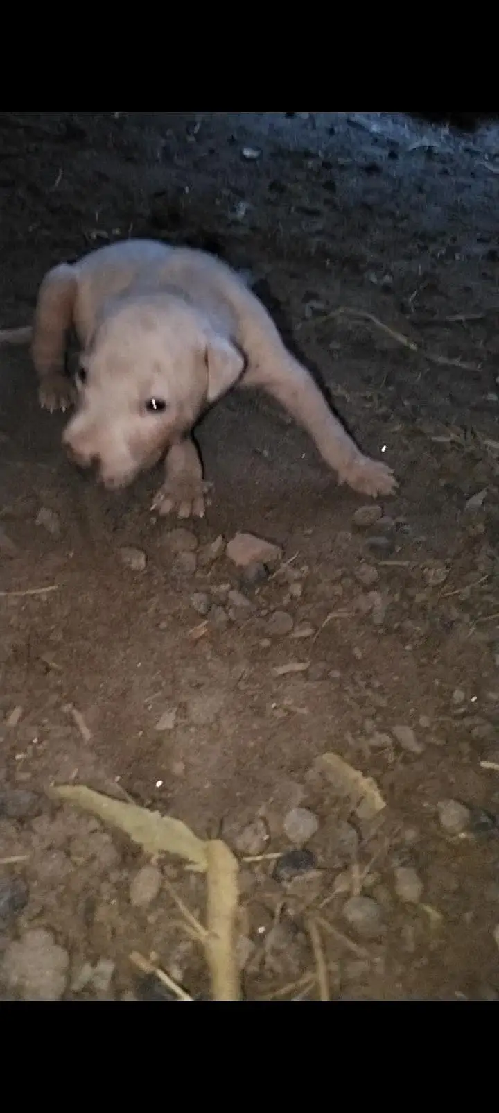 Dogs12 — photo 2