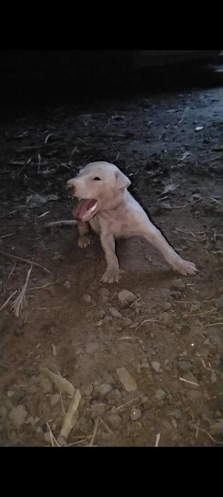 Dogs12 — photo 3