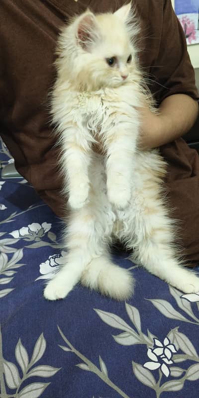 Persian cat Long Hair