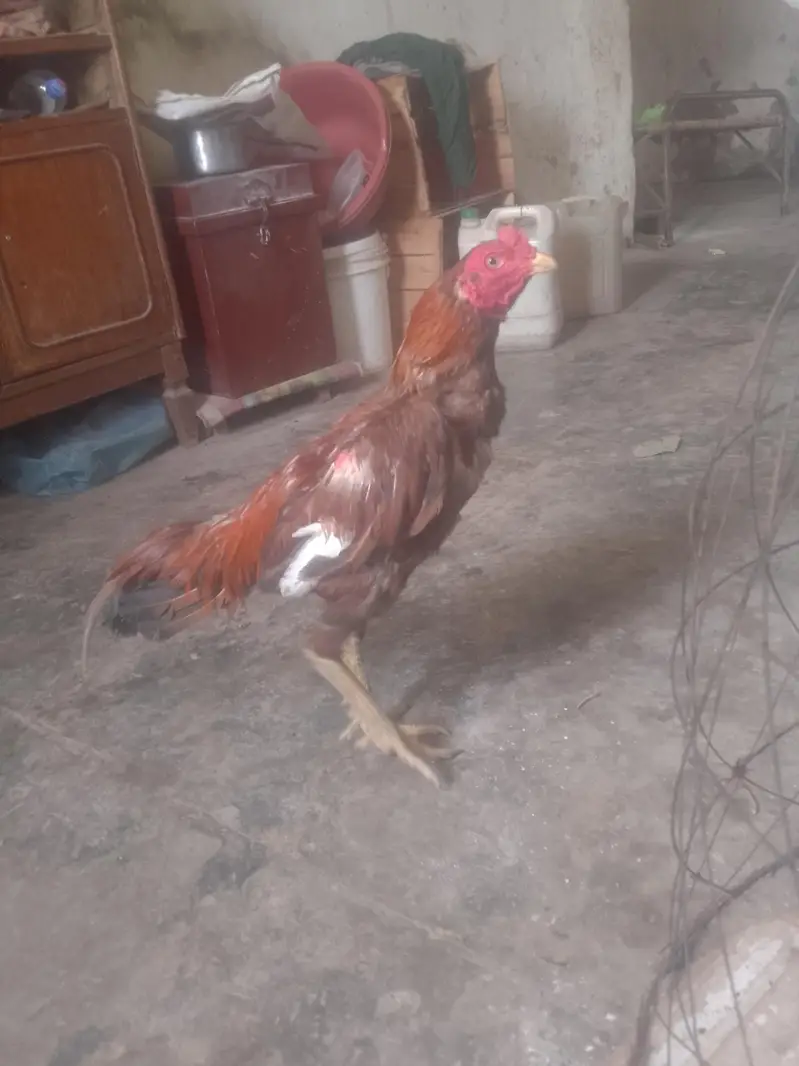 mianwali murga — photo 3