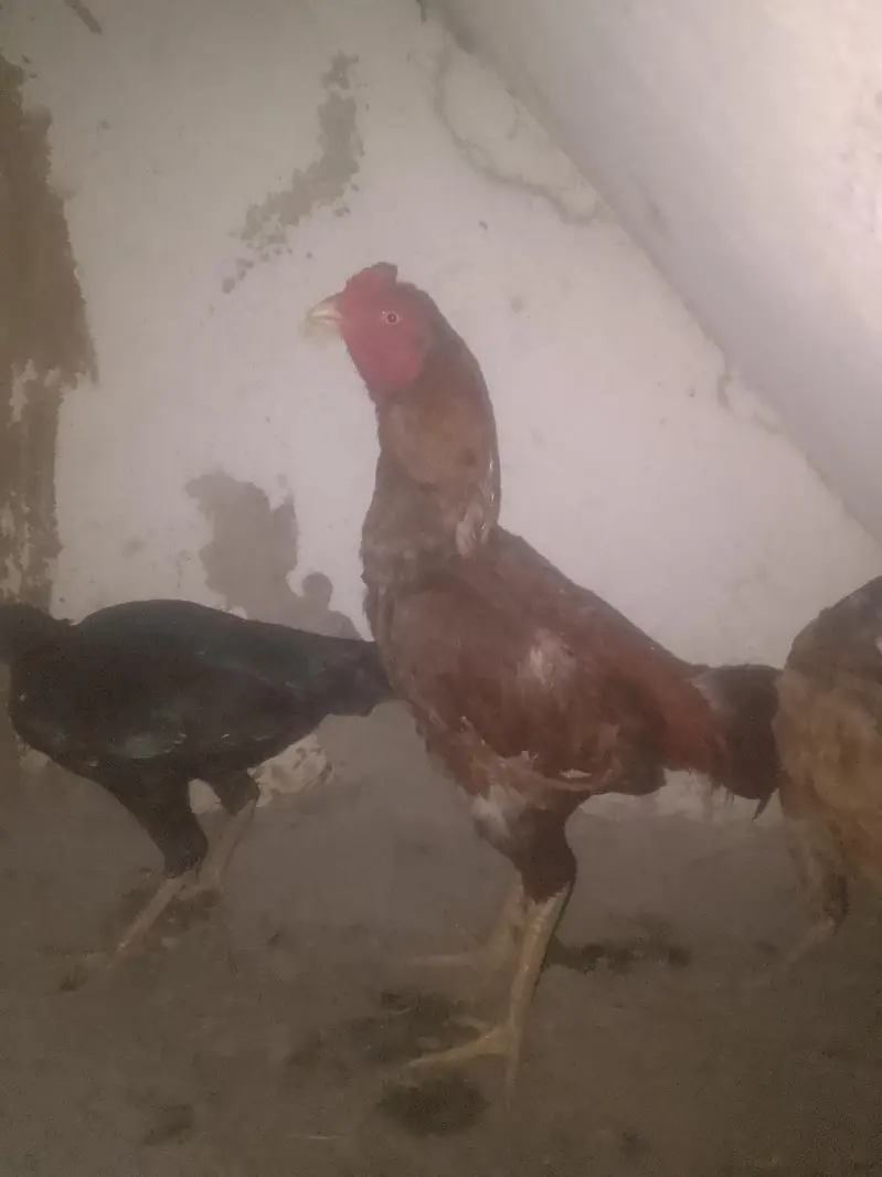 mianwali murga — photo 5